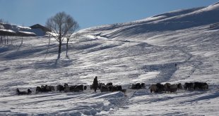 Besicilerin zorlu kış mesaisi başladı