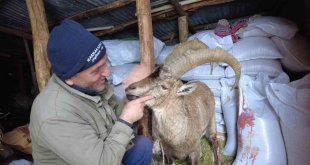 Köpeklerin saldırısından kurtardığı yaban keçisini sevmeye doyamadı