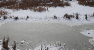 Sulak alanlardaki su kaybı kuşların yaşam alanlarını tehdit ediyor