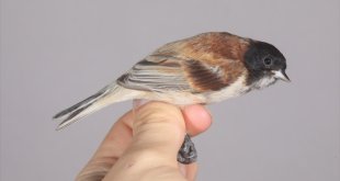 Iğdır'da görülen karabaşlı çulha kuşu, Türkiye'nin 498. türü olarak kayıtlara girdi