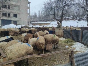 Kar yağışı hayvan yetiştiricilerini olumsuz etkiledi