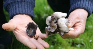 Bilinçsiz mantar tüketimi öldürüyor