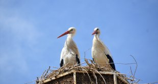 Baharın müjdecisi leylekler Ağrı'daki yuvalarına gelmeye başladı