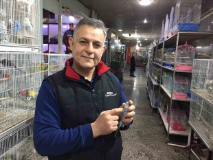 Depremi önceden haber verdiğine inanılan muhabbet kuşlarına yoğun ilgi