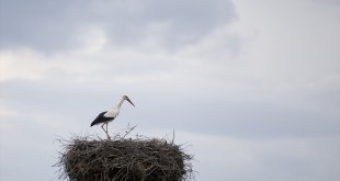 Baharın müjdecisi leylekler Tunceli'deki yuvalarına yerleşti