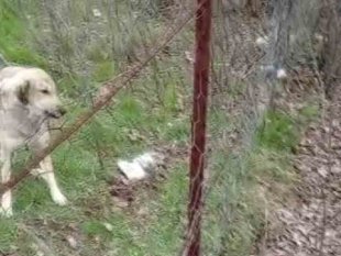 Tel örgüsüne sıkışan yavru köpeği İl Özel İdare ekipleri kurtardı