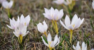 Ağrı'da baharın müjdecisi kar çiçekleri açtı
