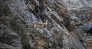 Koruma altındaki yaban keçileri Tunceli dağlarında beslenirken görüntülendi