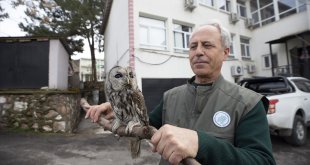 Tunceli'de ormanda bulunan kanadı kırık baykuş "Maya"nın tedavisi sürüyor
