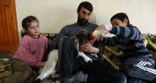 Arka ayakları felçli olan kuzuya evde çocuk gibi bakıyorlar