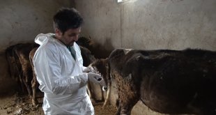 Şap hastalığına karşı Muş'ta aşılama devam ediyor