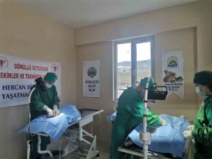 Varto'da sokak hayvanlarını kısırlaştırma çalışması