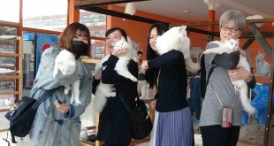 Japonlar Van kedisine hayran kaldı