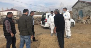 Iğdır'da şap aşısı devam diyor