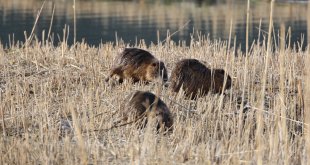 Su maymunları Ağrı Dağı eteklerindeki sulak alanda beslenirken görüntülendi