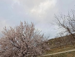 Baskil'de badem ağaçları çiçek açtı