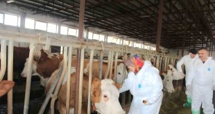 Iğdır'da şap hastalığı alarmı, hayvanlar ilaçlanmaya başladı
