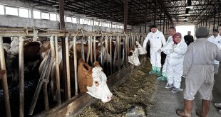 Iğdır'da büyükbaş hayvanlara şap aşısı yapılıyor