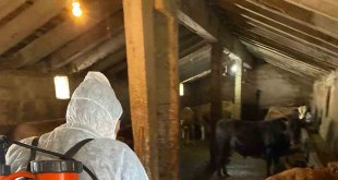 Ağrı'da Şap hastalığına karşı aşılama ve dezenfeksiyon çalışmaları başlatıldı