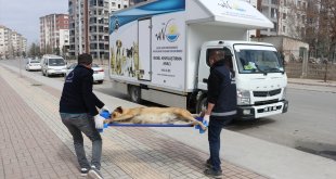 Depremzede hayvanların tedavi ve beslemeleri Van'dan gelen mobil ekiplerce karşılanıyor