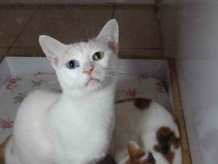 Depremzede kediler villada misafir ediliyor