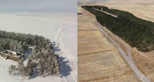 Kars'ta 20 bin çam ağacı görenleri büyülüyor