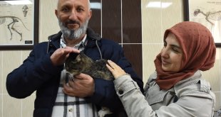 Enkazdan çıkarılan kedileri 'Nane' için İzmir'den Malatya'ya döndüler