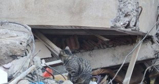 Adıyaman'da deprem sonrası kediler enkazı terk etmiyor