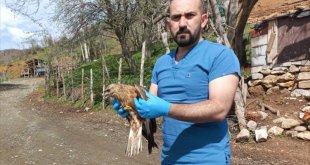Bingöl'de yaralı bulunan şahin tedaviye alındı