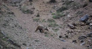 Tunceli'de anne ayı, 4 yavrusuyla yiyecek ararken görüntülendi
