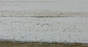 Van'da yazın kuruyan Akgöl, son yağışlarla yeniden suyla doldu