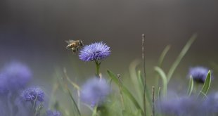 Tunceli'de ilkbaharın gelişiyle dağ ve ormanlarda yabani çiçekler açtı