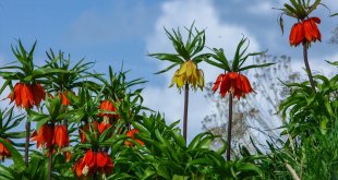 Fotoğraf tutkunları ve doğaseverler Van'da çiçek açan ters laleleri görüntüledi