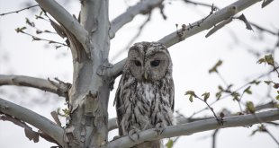 Tunceli'de kırık kanadı tedavi edilen alaca baykuş doğaya salındı