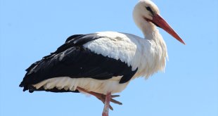 Erzincan'da köylülerin 20 yıllık "komşusu" leylekler yuvalarına dönüyor