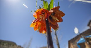 Tunceli'de ters laleler çiçek açmaya başladı