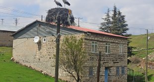 Baharın müjdecisi leylekler Tunceli'ye gelmeye başladı