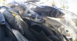 Van Gölü'nde inci kefali için av yasağı başlıyor