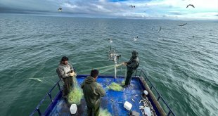 Van Gölü'nün "incileri"nin göçü başlıyor