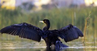 Göçmen kuşların Afrika- Asya yolculuğunun mola noktası: Ekşisu Sazlığı Sulak Alanı