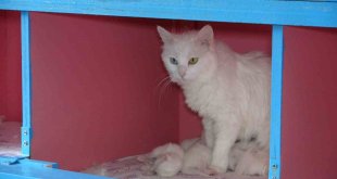 Van Kedi Villası'nda 20 kedi doğum yaptı