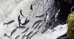 İnci kefali av yasağı için hazırlıklar tamamlandı