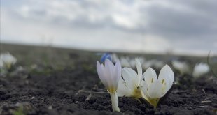 Kars'ta kardelen ve çiğdemler çiçek açmaya başladı
