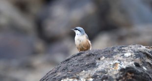 Ağrı Dağı'nda yaşayan kaya sıvacı kuşu kayalıklarda görüntülendi