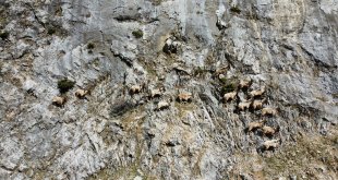 Munzur Dağları'ndaki yaban keçileri dronla görüntülendi