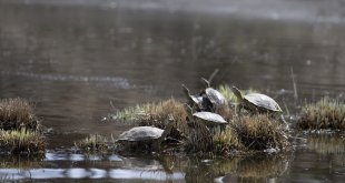 Tunceli'de karların erimesiyle tabiat canlandı