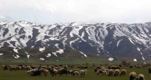 Yüksekova'da koyunlar meraya çıkmaya başladı
