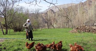 68 yaşındaki Gülistan teyze, omzunda tüfekle tavuk nöbeti tutuyor