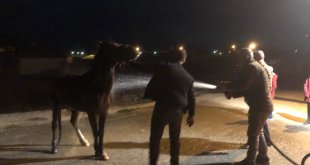 Erzincan'da mahsur kalan atı itfaiye ekipleri kurtardı