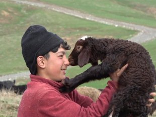 Annesinin reddettiği kuzuya küçük çoban sahip çıktı